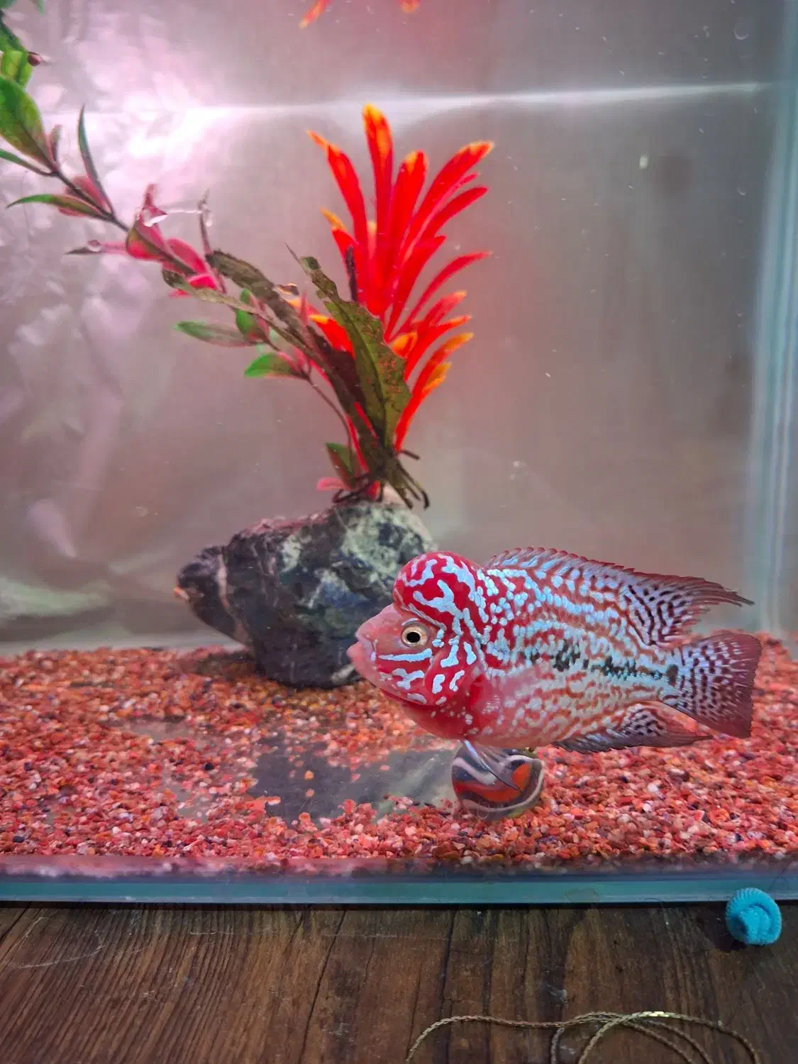 کینگ کامفا رد بیس وارداتی|ماهی|شیراز, گویم|دیوار