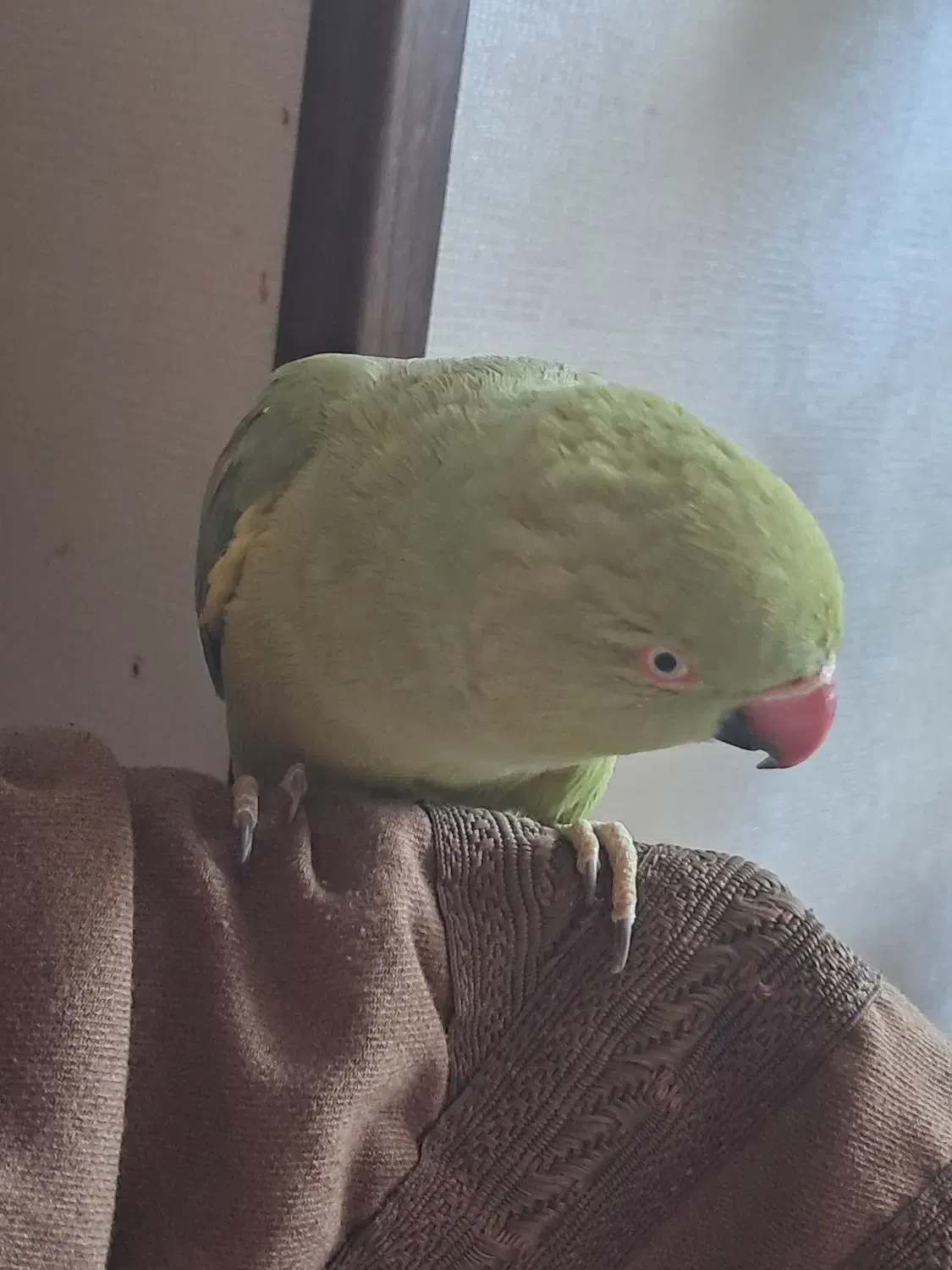 طوطی ملنگو ماده|پرنده|فردیس, فردیس|دیوار