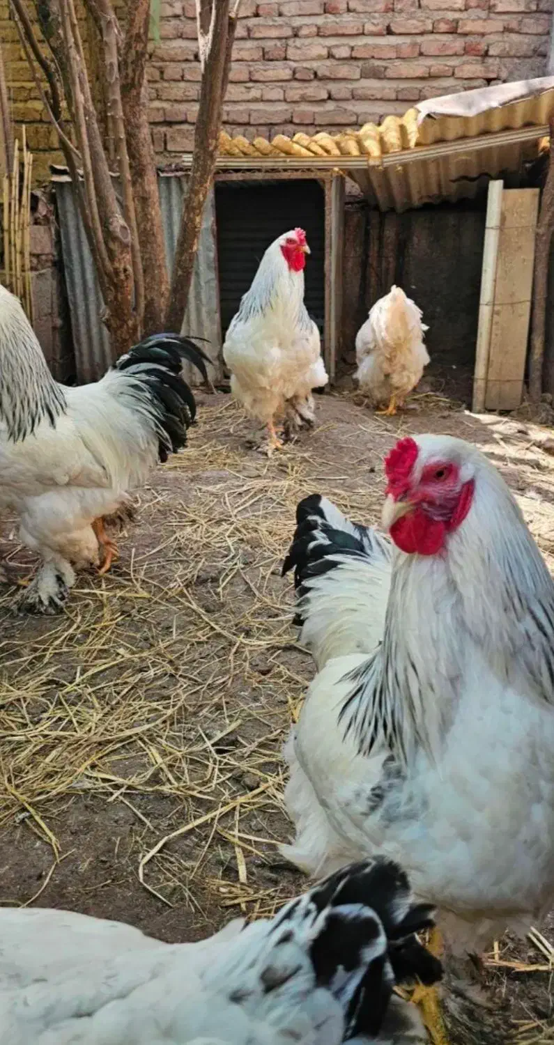 جوجه یک روزه تخم نطفه دار برهما ابریشمی و لهستانی|حیوانات مزرعه|شیراز, حافظیه|دیوار