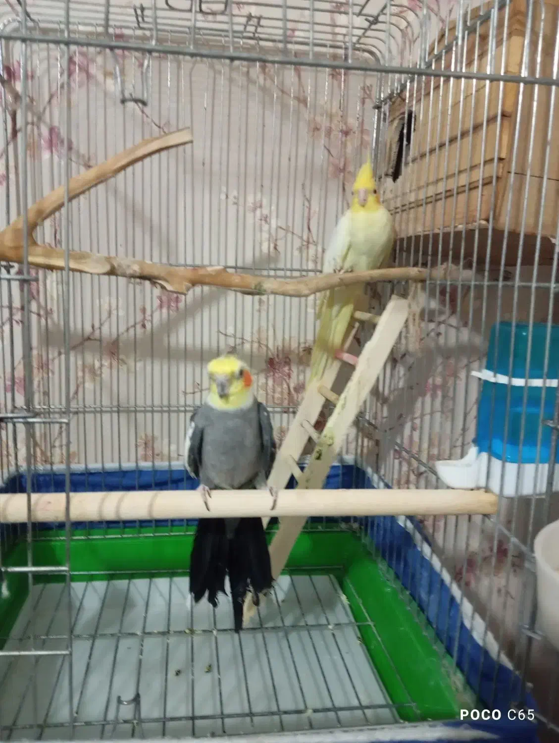 فروش|پرنده|فردیس, شهرک شهید حسینی|دیوار