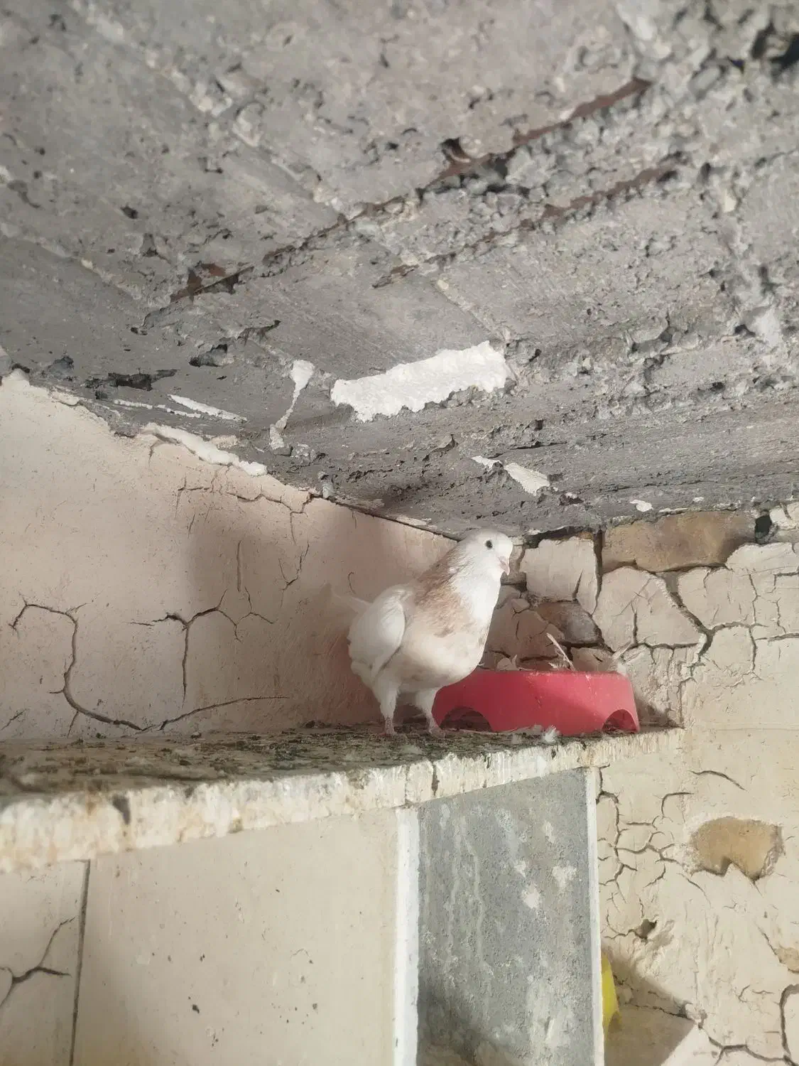 کبوتر طوقی|پرنده|آشخانه, |دیوار