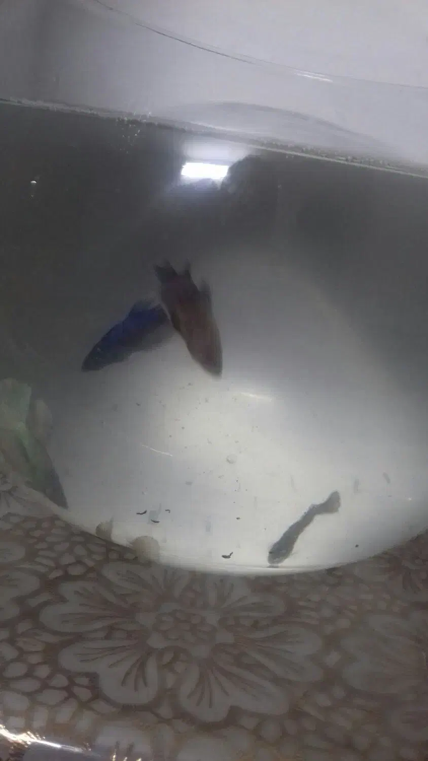 ماهی فایتر7یا8عدد|ماهی|تبریز, |دیوار