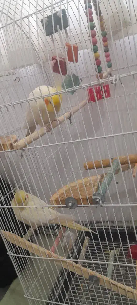 عروس هلندی مولد|پرنده|فولادشهر, مسکن مهر فولادشهر|دیوار