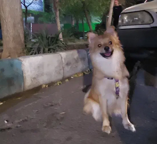 پامر اشپیتز خانگی|سگ|ری, شهرری|دیوار