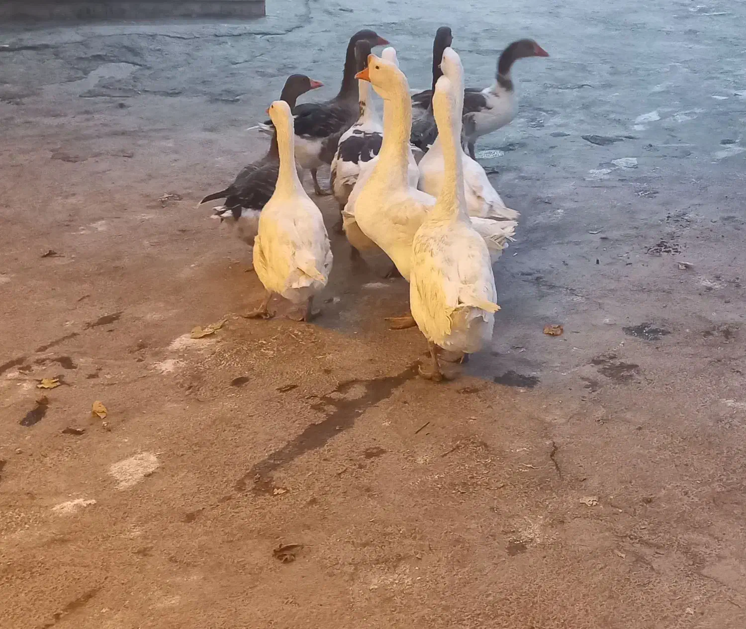 قو غاز|حیوانات مزرعه|بیرانوند, |دیوار