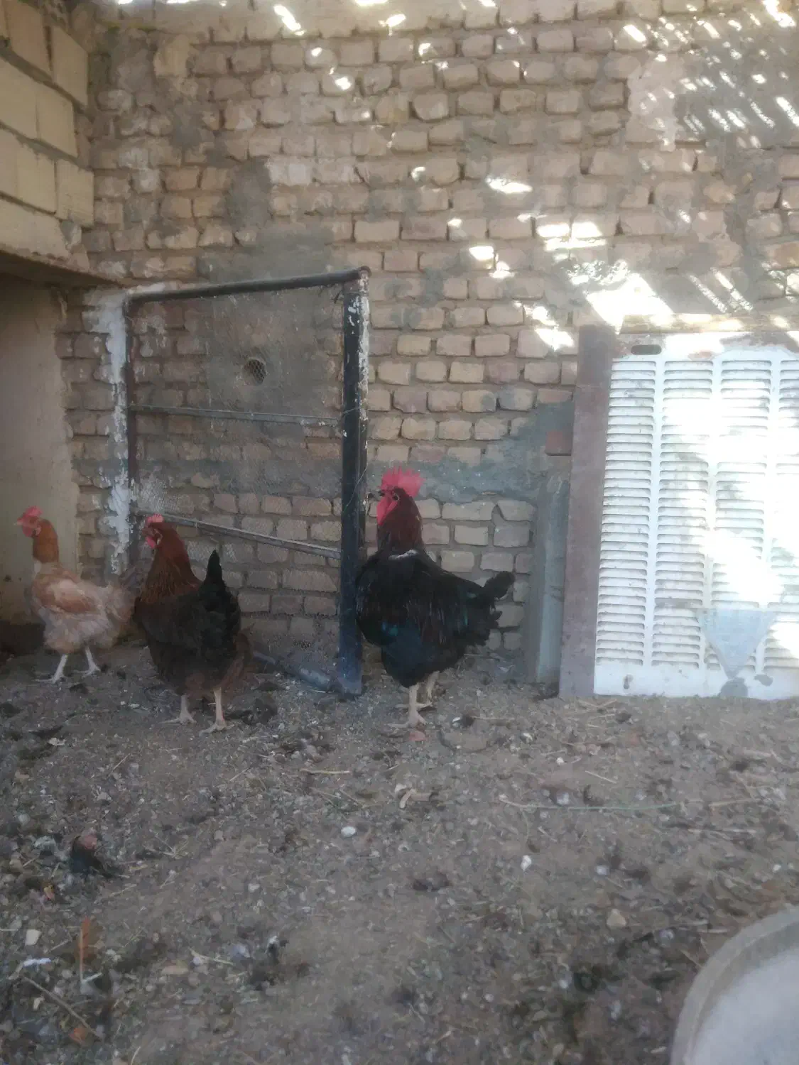 خروس سیا|حیوانات مزرعه|بردسکن, |دیوار