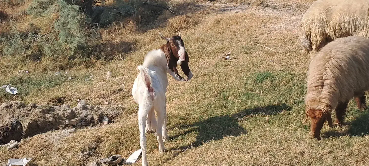 بز پاکستانی و افغانی|حیوانات مزرعه|شادگان, |دیوار