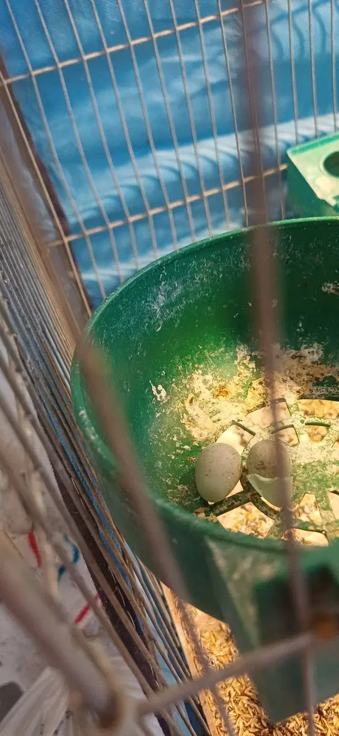 پرنده|پرنده|بهبهان, |دیوار