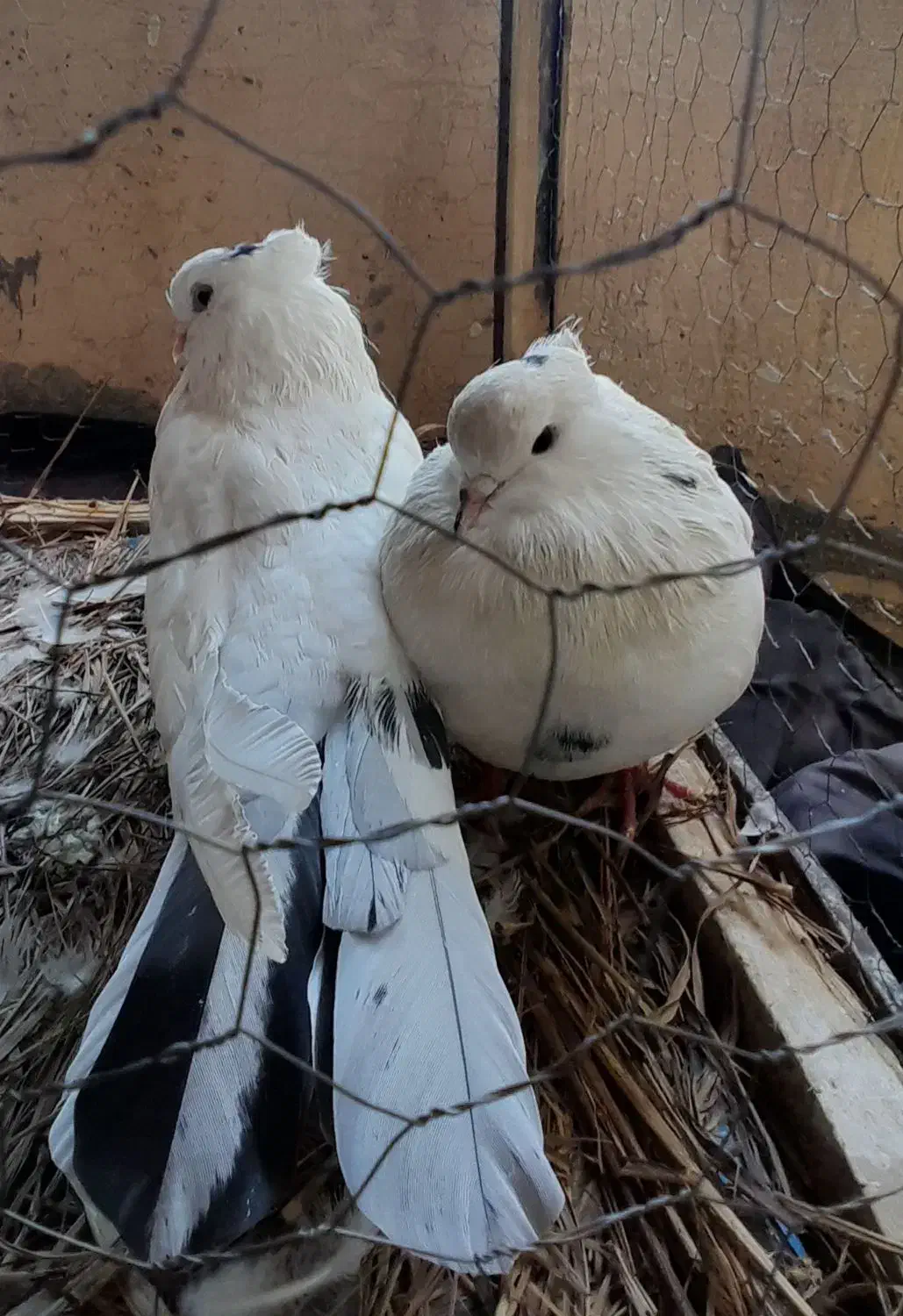 یک جفت کبوتر سفید خال دار|پرنده|سرپل ذهاب, |دیوار