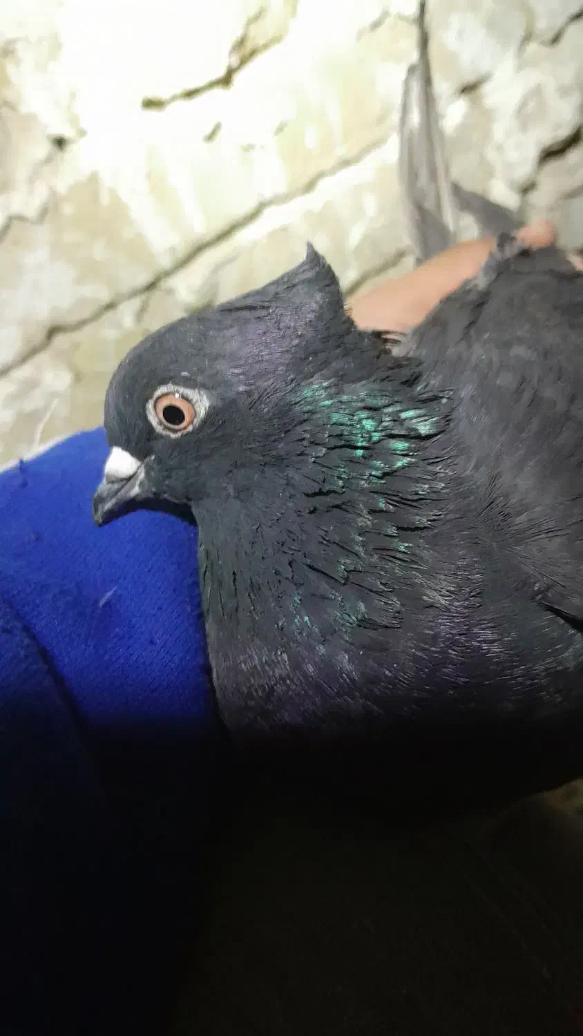 ۹تا کفتر|پرنده|شراء, |دیوار