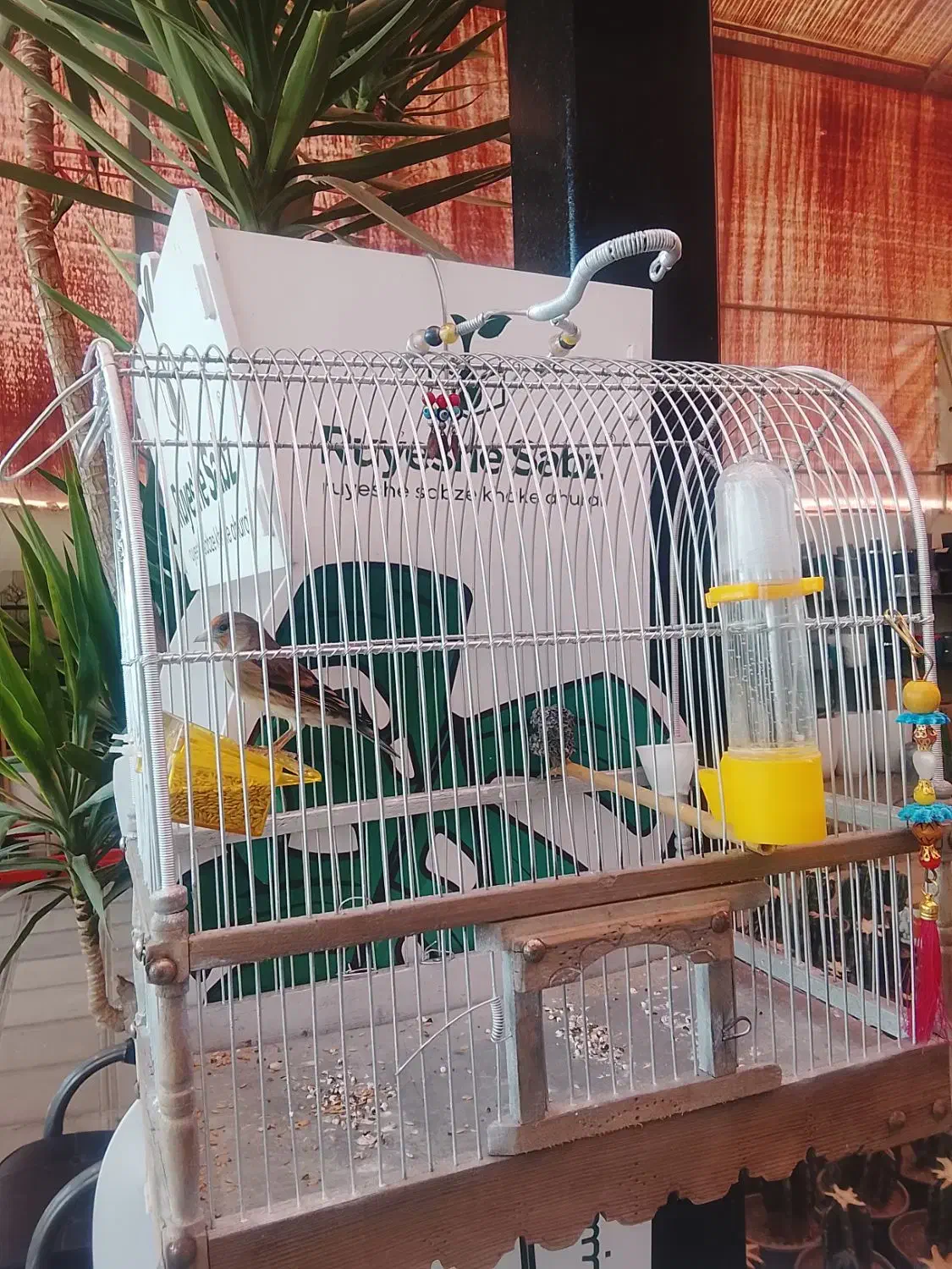 قیمت 3|پرنده|پاکدشت, پاکدشت (مامازند)|دیوار