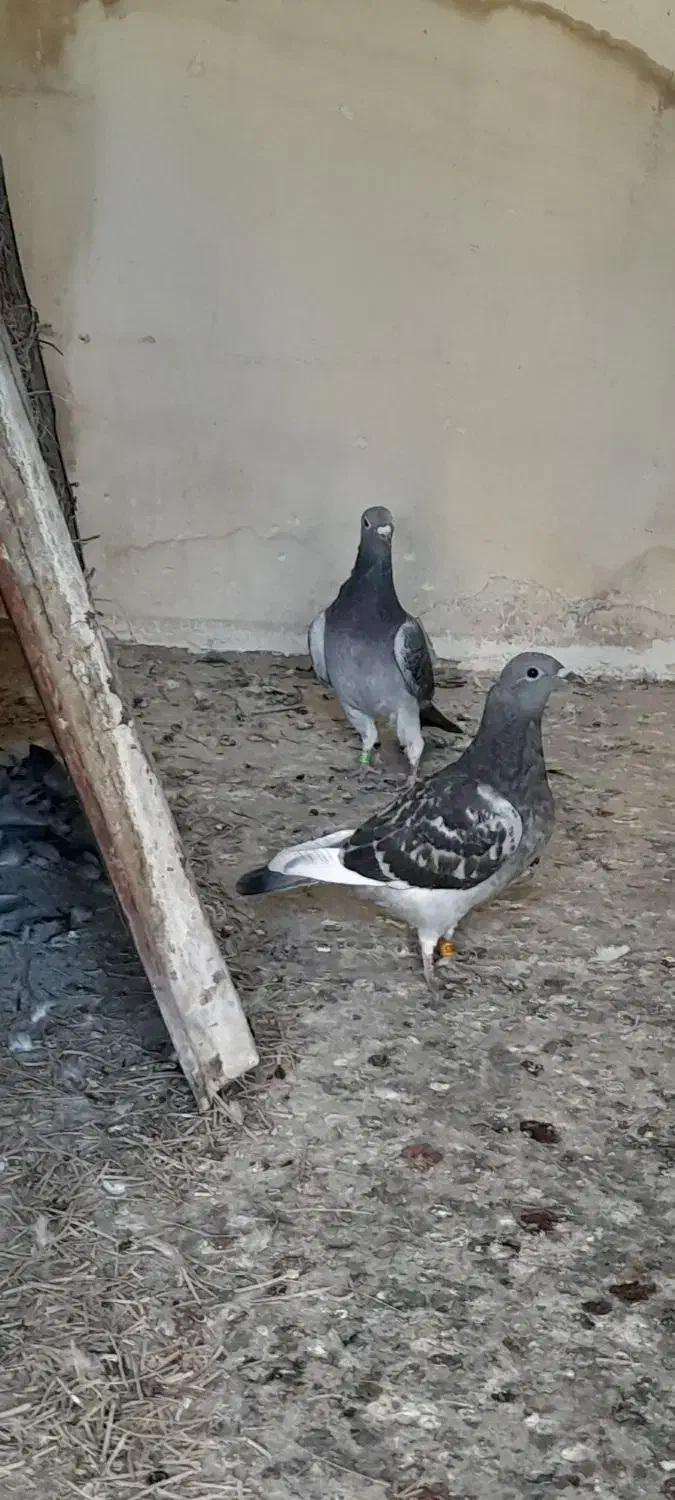 کبوترپلاکی|پرنده|حمیدیا, |دیوار