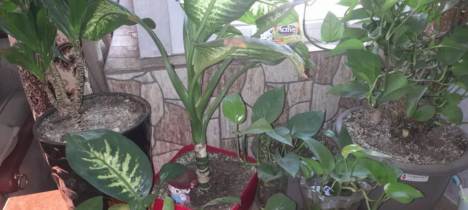 گل و گیاه|گل و گیاه طبیعی|تهران, خاک سفید|دیوار