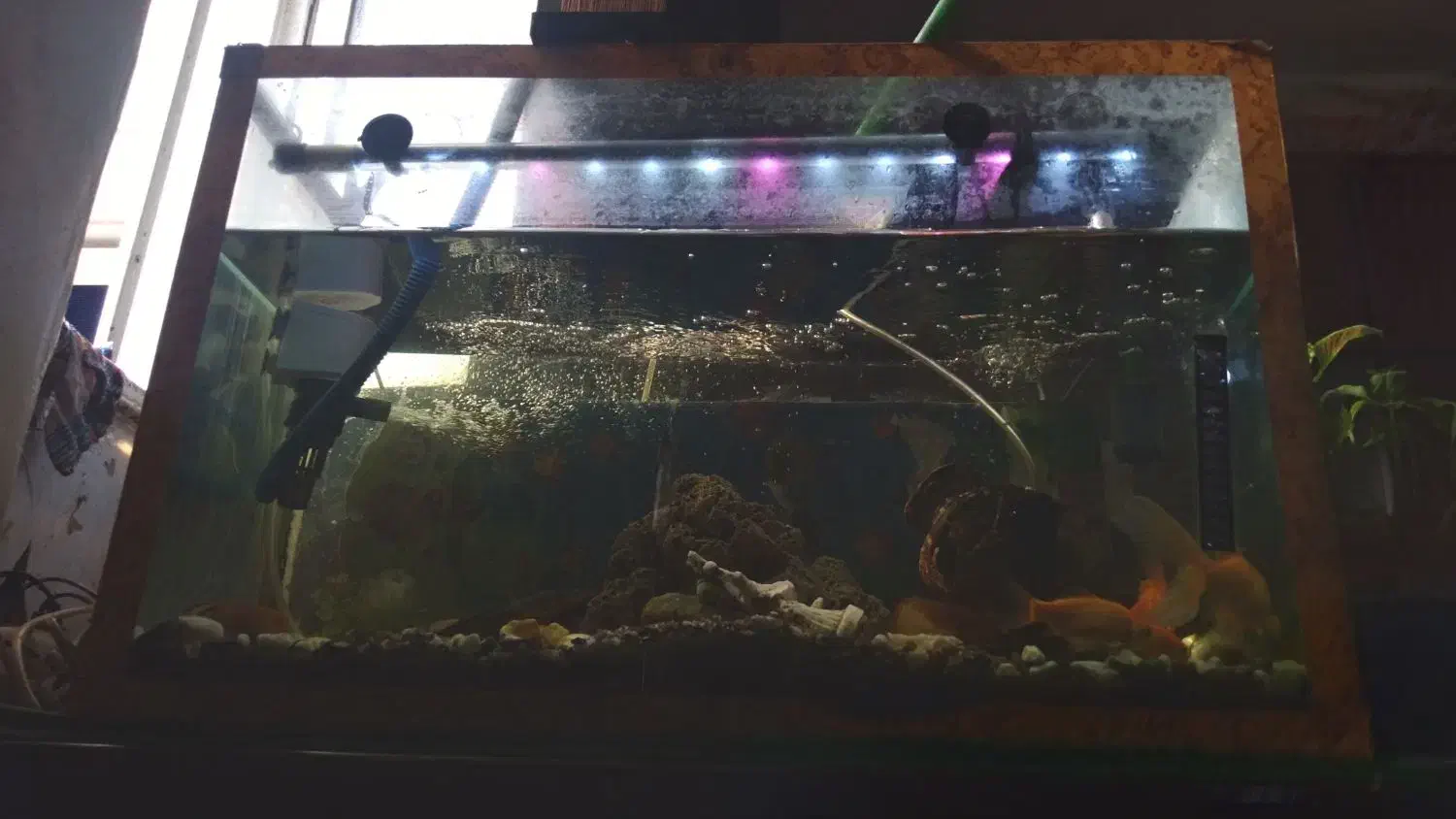 آکواریم با تمام لوازم|ماهی|اهواز, منبع اب|دیوار