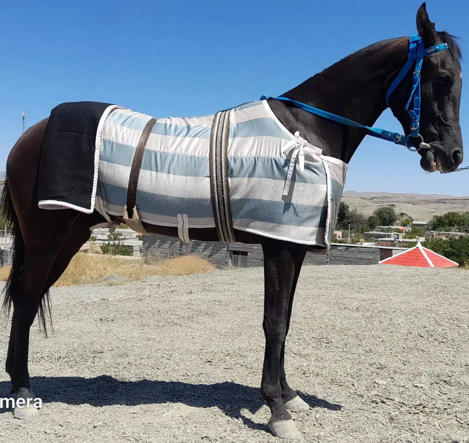 اسب|اسب و تجهیزات اسبسواری|مشهد, بالا خیابان|دیوار