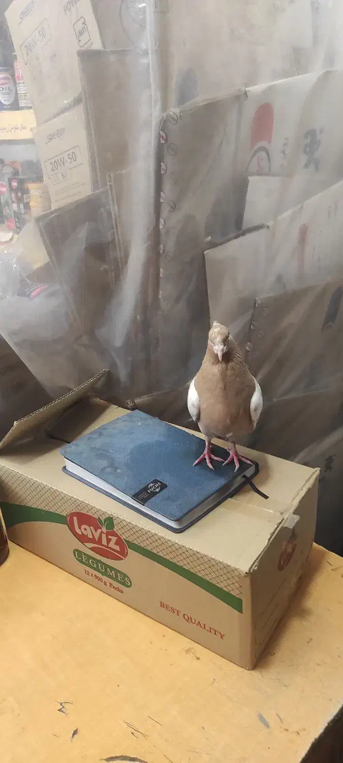 سینه زرد پرتغالی|پرنده|صدرا-فارس, فاز ۱|دیوار