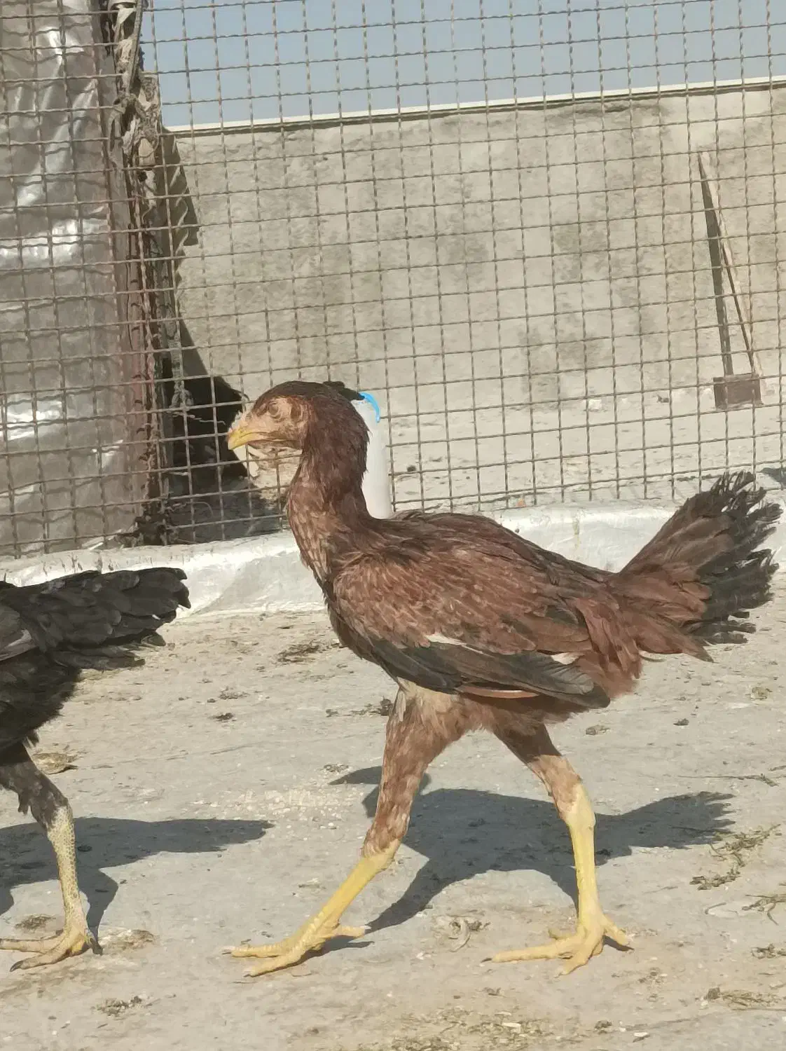 جوجه لاری|حیوانات مزرعه|تهران, نیروی هوایی (پیروزی)|دیوار