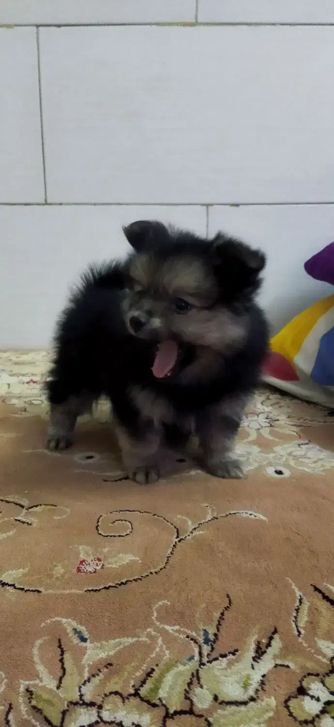 توله پامرانین|سگ|یزد, |دیوار