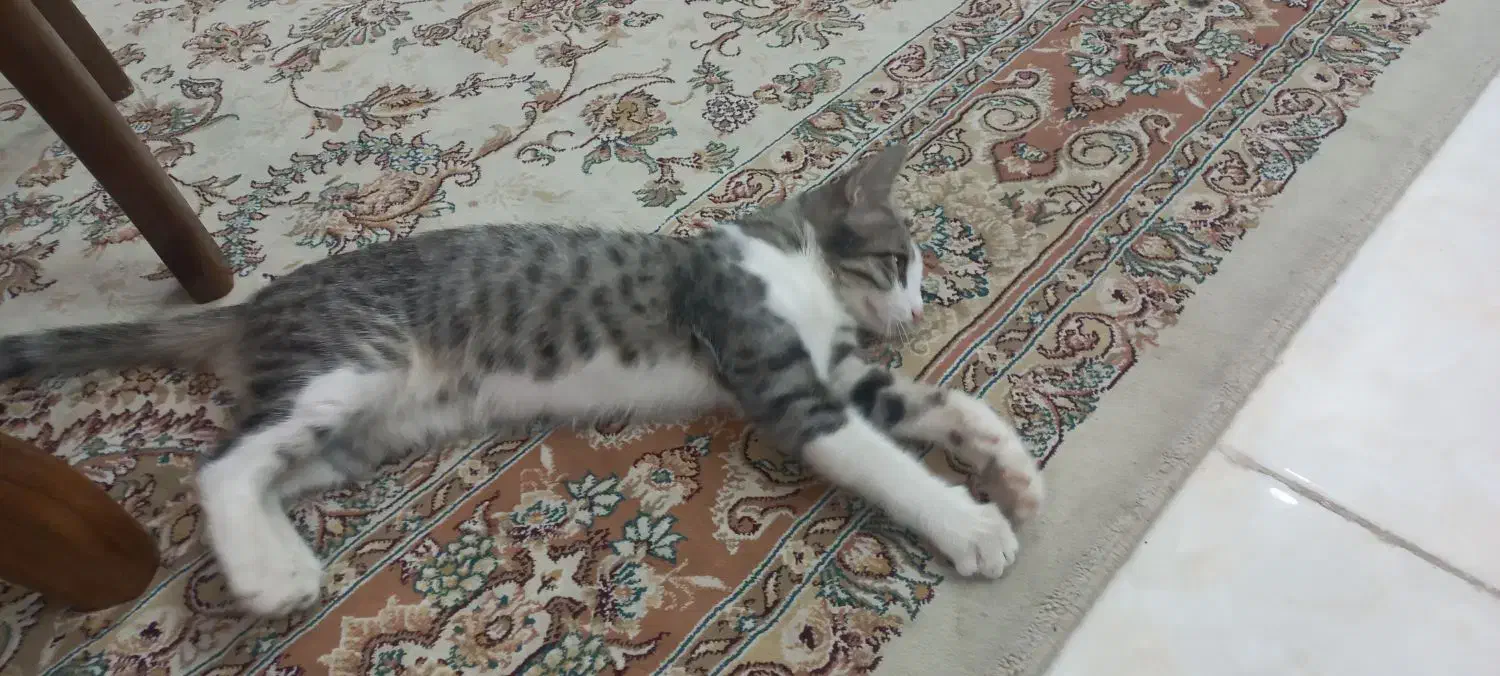 گربه ملوس|گربه|قم, شاه سید علی|دیوار