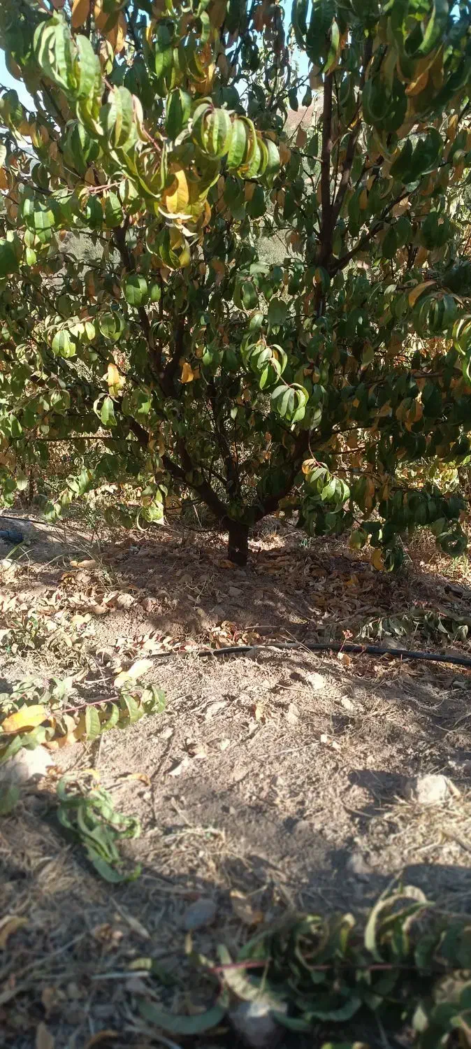 انجام کلیه ی کارهای باغ و باغچه|خدمات باغبانی و درختکاری|بروجرد, |دیوار