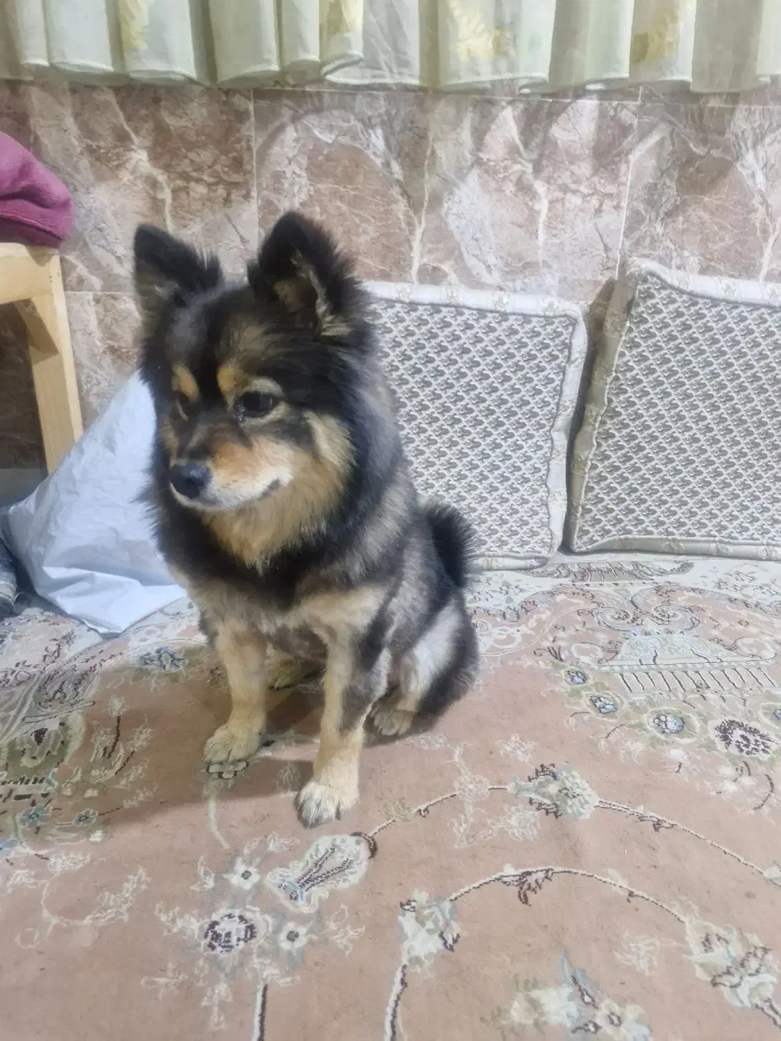 سگ پیدا شده|حیوانات|بومهن, |دیوار