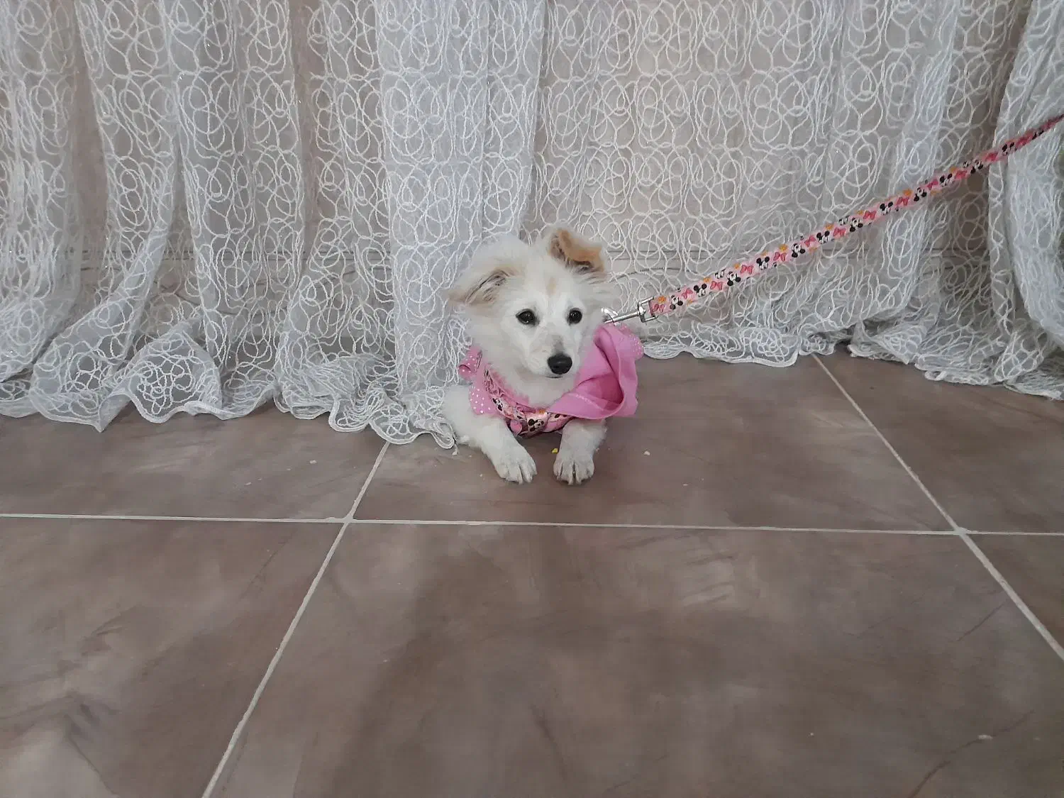 سگ اشپیتز|سگ|کرمانشاه, |دیوار