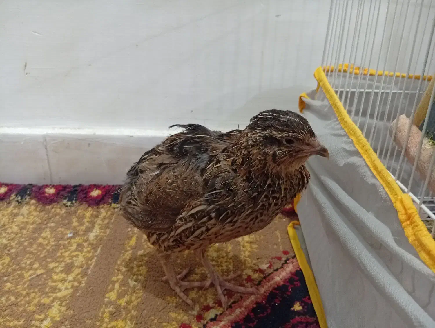 بلدرچین بالغ ماده|پرنده|تایباد, |دیوار