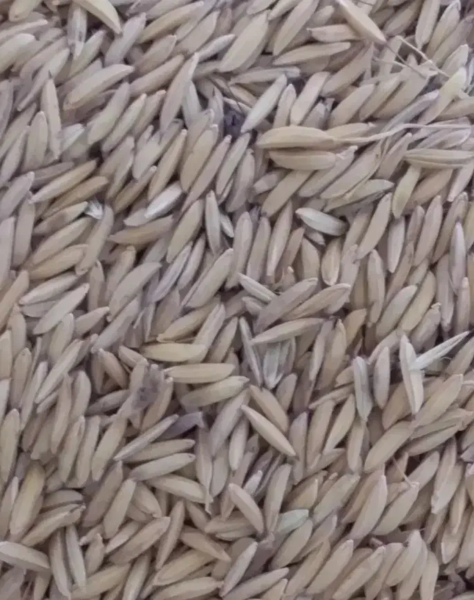 شالی دم سیاه|خوردنی و آشامیدنی|گنبد کاووس, |دیوار