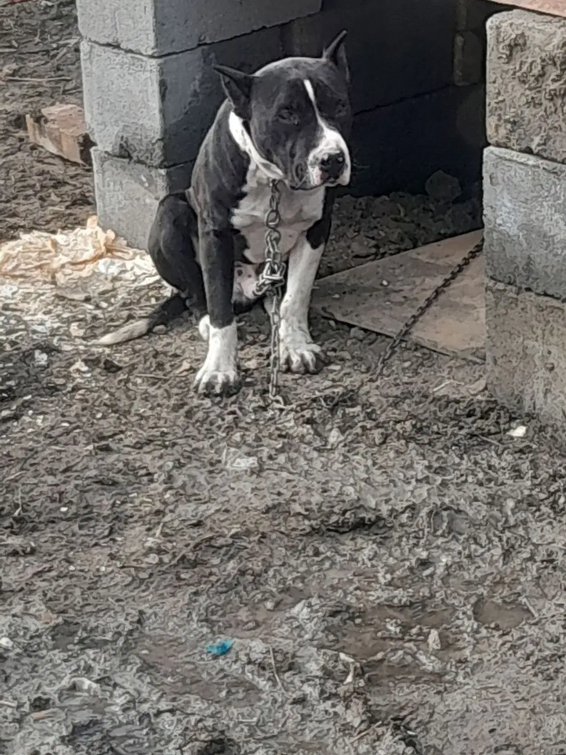 واگذاری سگ|سگ|نوشین شهر, |دیوار