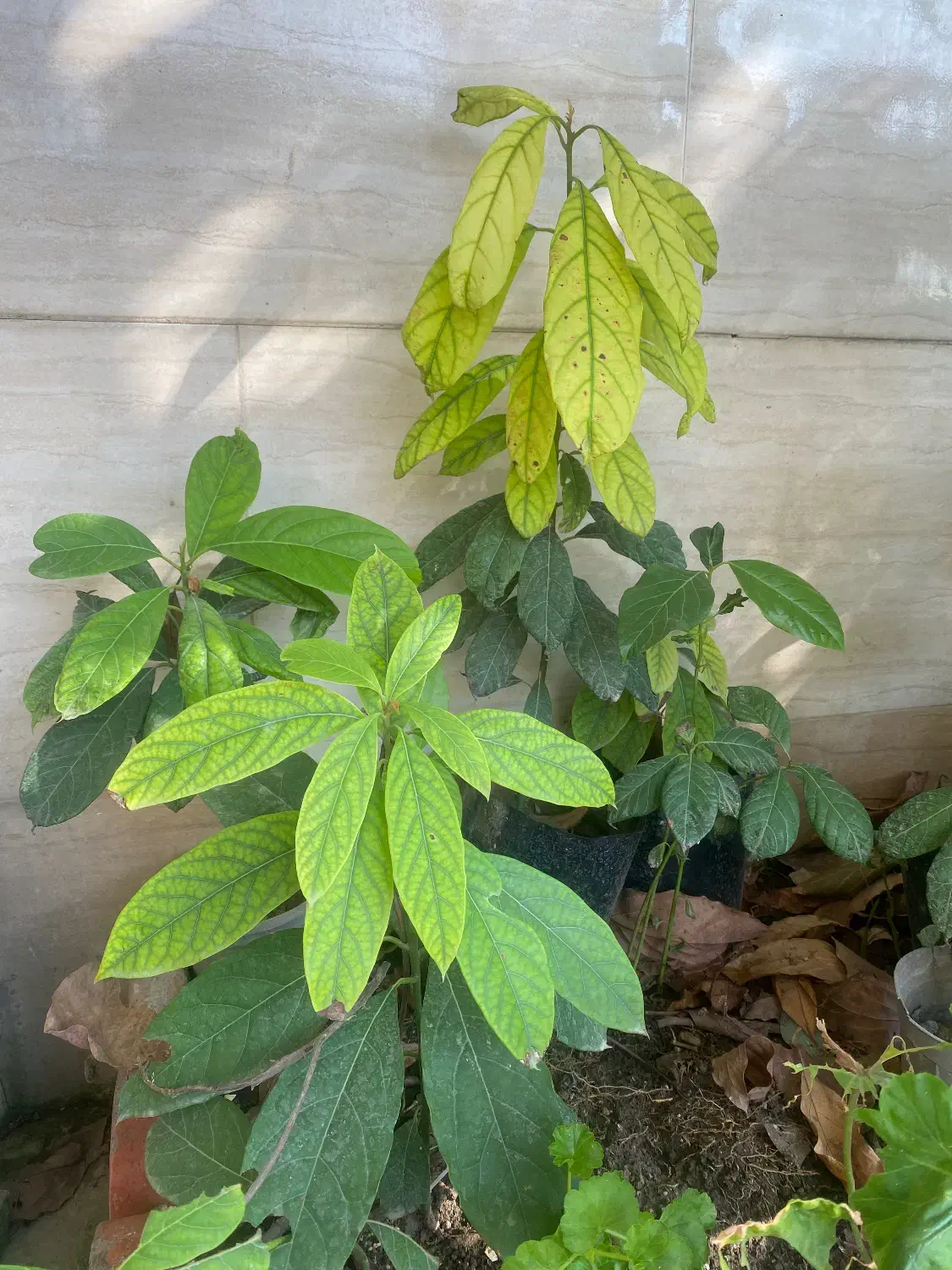 نهال آووکادو|گل و گیاه طبیعی|امیرکلا, |دیوار