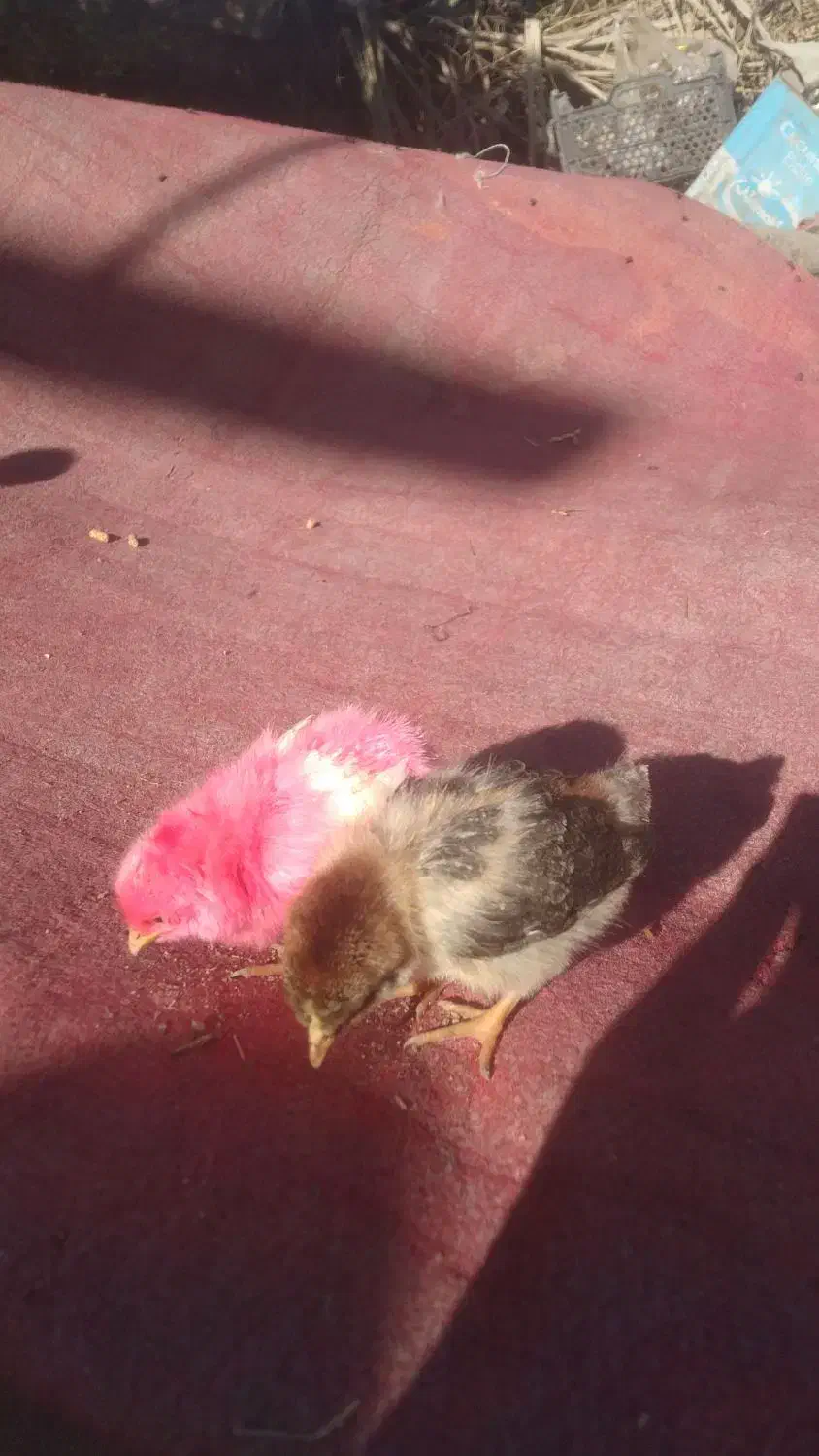 جوجه محلی رنگی و اردک|حیوانات مزرعه|منوجان, |دیوار