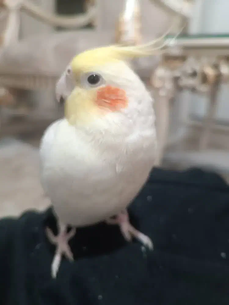 عروس هلندی گمشده|حیوانات|قم, باغ شریفی|دیوار