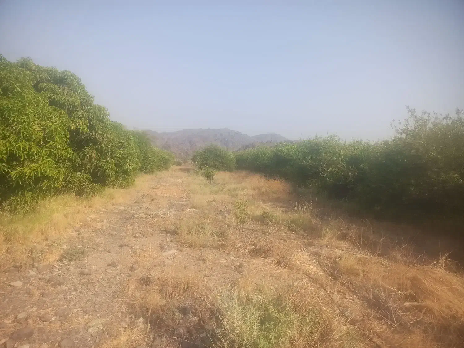 3هکتار باغ مرکبات رودان|فروش دفتر صنعتی، کشاورزی، تجاری|رودان, |دیوار