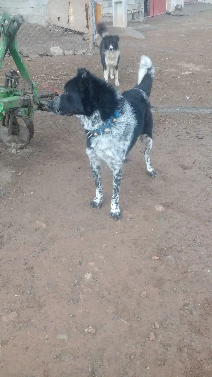 سگ قدرجونی اصل|سگ|صحنه, |دیوار