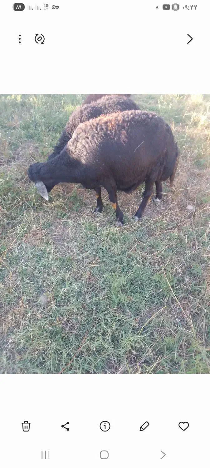 گوسفند قره چال ابستن|حیوانات مزرعه|کوراییم, |دیوار