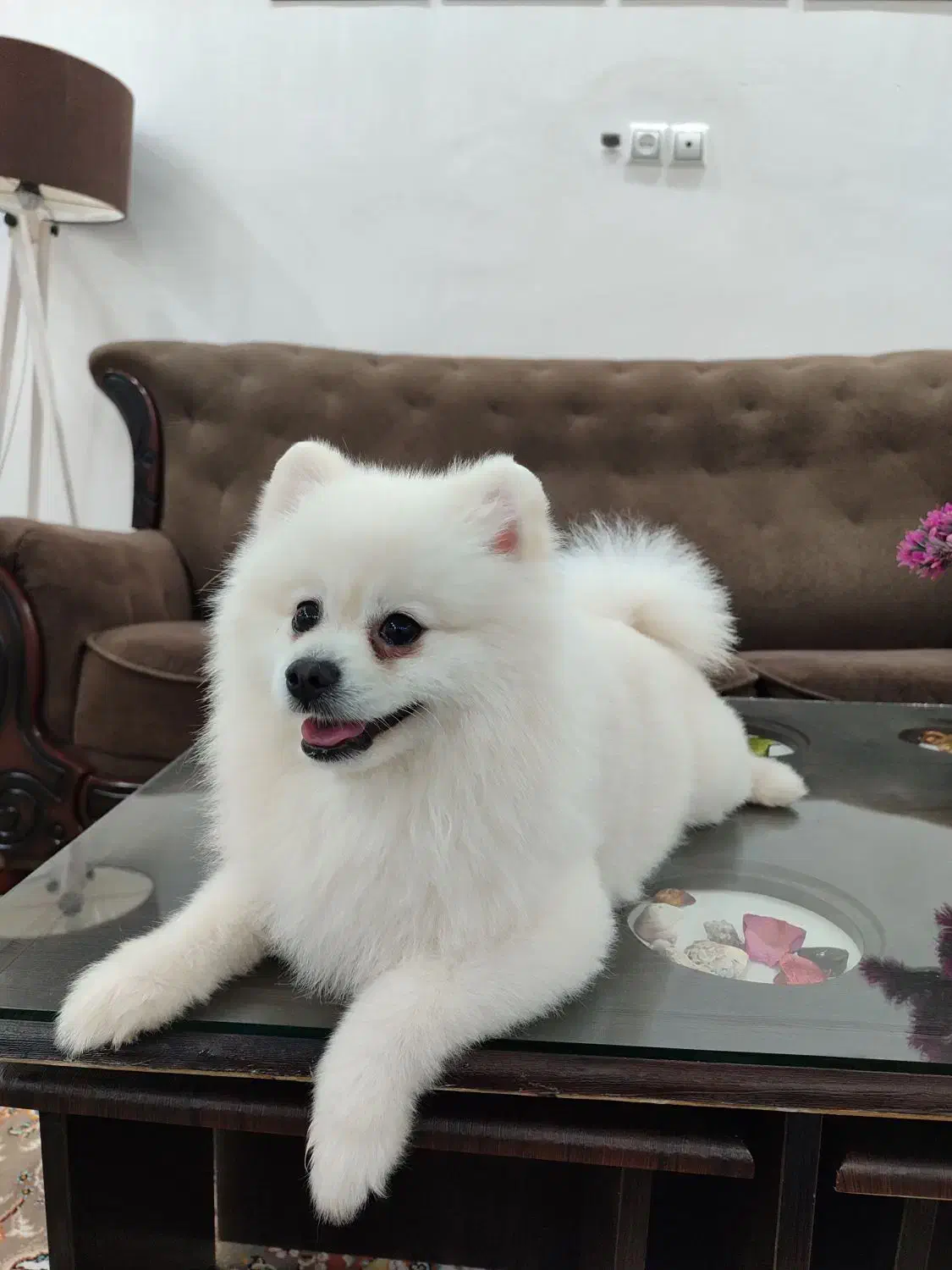 واگذاری دو قلاده سگ پاکوتاه خانگی|سگ|سبزوار, علمدار|دیوار