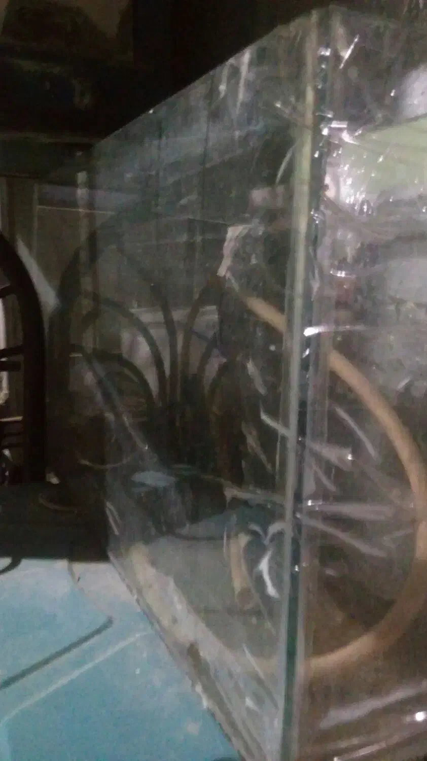 اکواریوم|ماهی|شیروان (خراسان), |دیوار