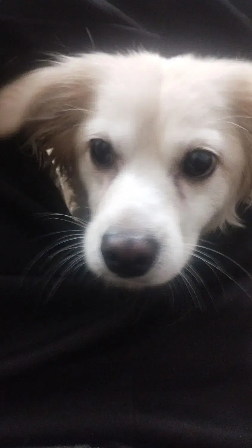 ة سگةهة خانم ۹م خیلی خوب خ ۹خ۹حخم م کذمذ|سگ|بندر گناوه, |دیوار