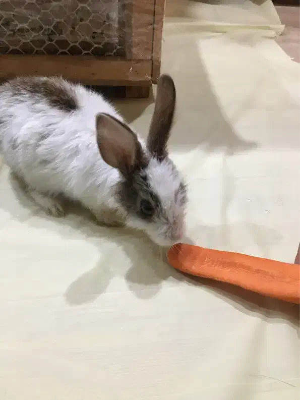 خرگوش خانگی|موش و خرگوش|سنندج, |دیوار