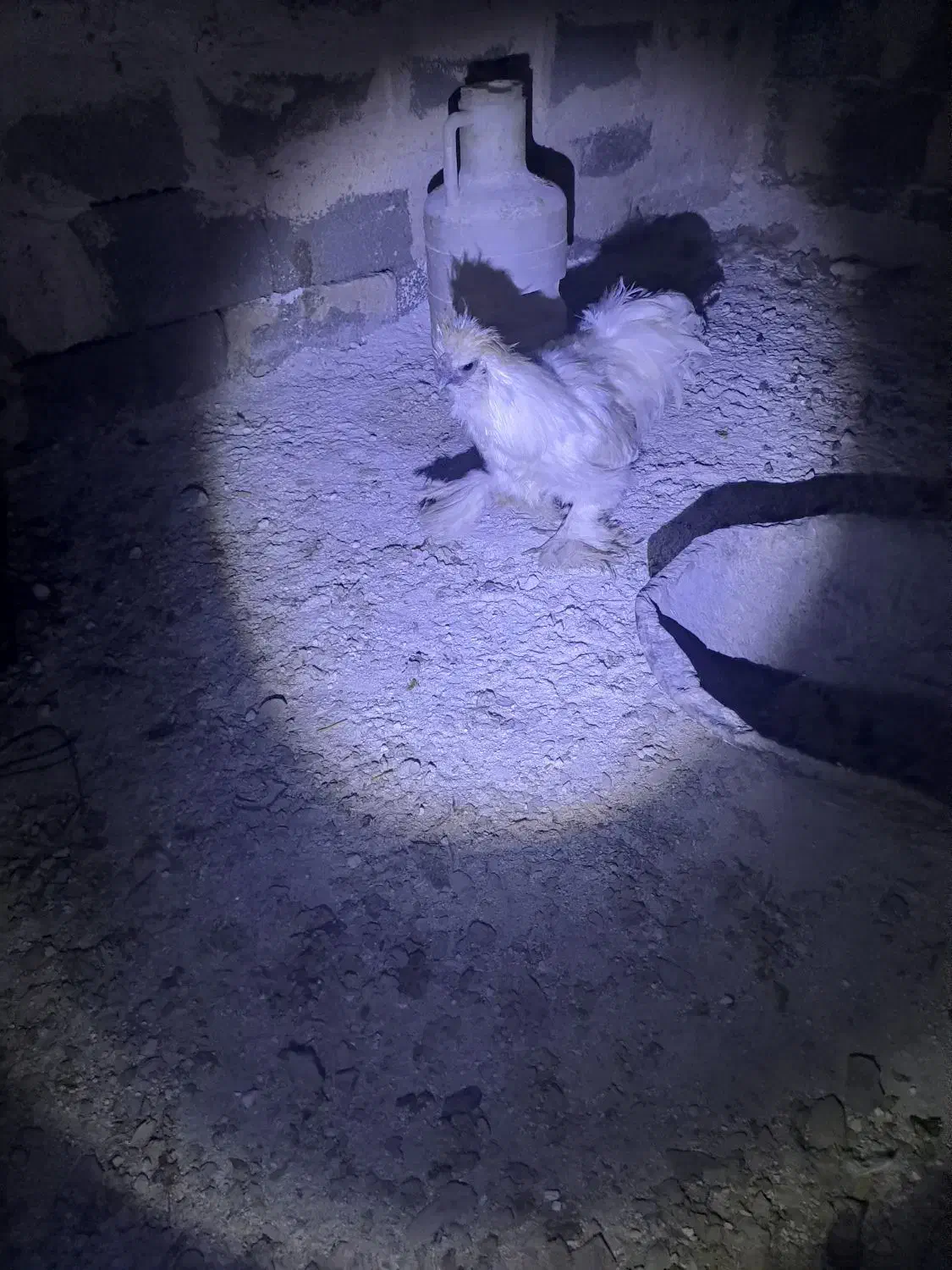 ۴عدد مرغ خروس زینتی|حیوانات مزرعه|باسمنج, |دیوار