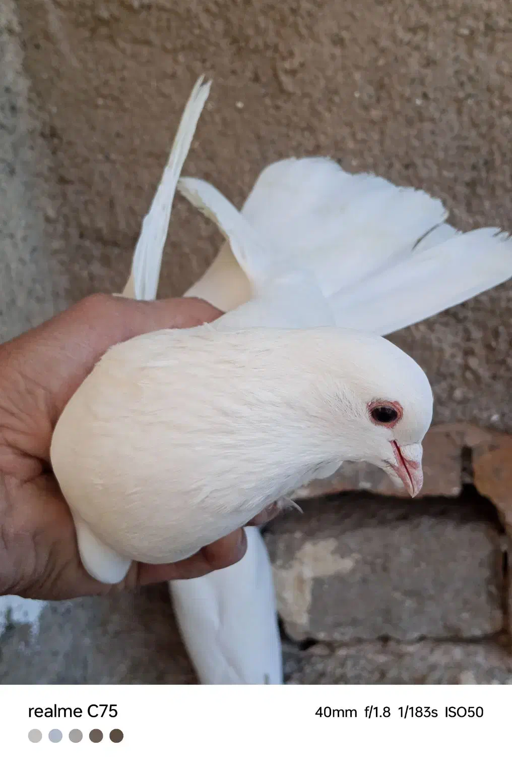 سه تاحیون پرشی|پرنده|نیشابور, ریوند|دیوار