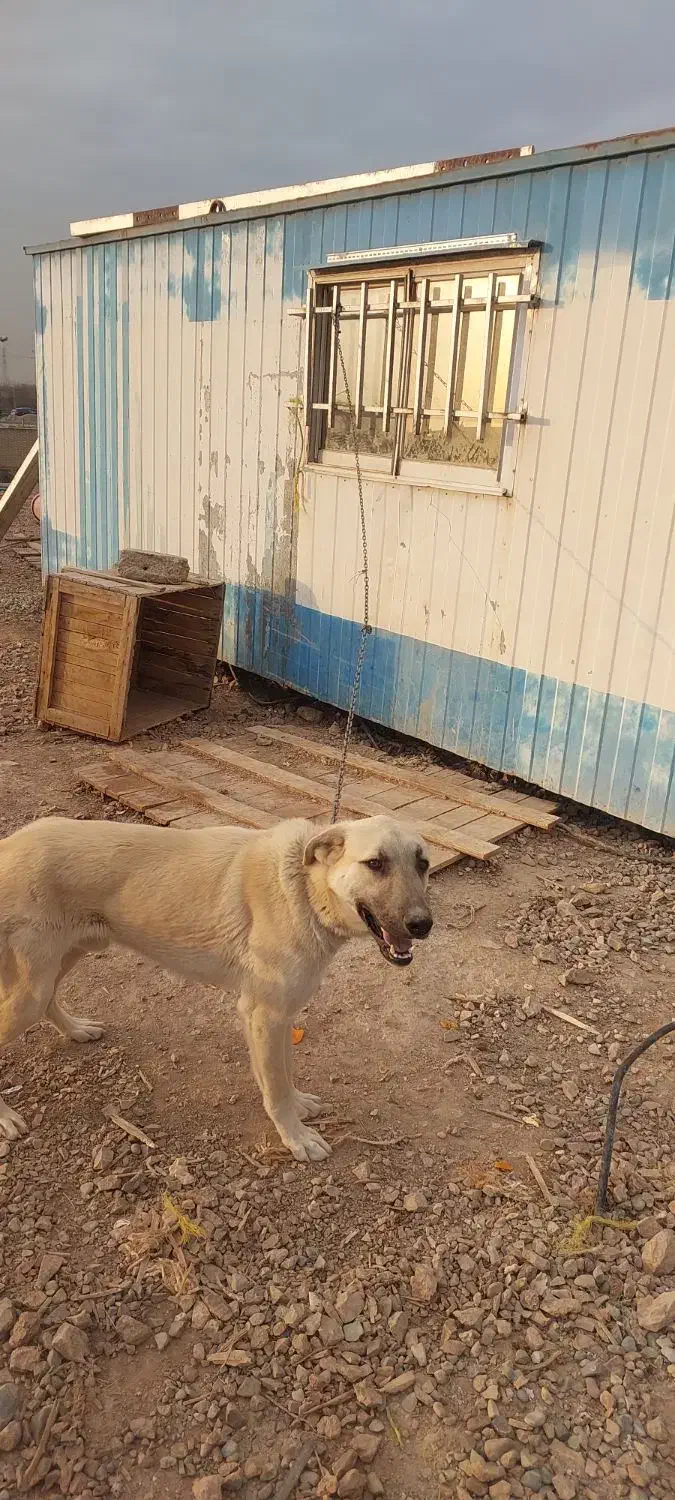 واگذاری سگ|سگ|تهران, مشیریه|دیوار