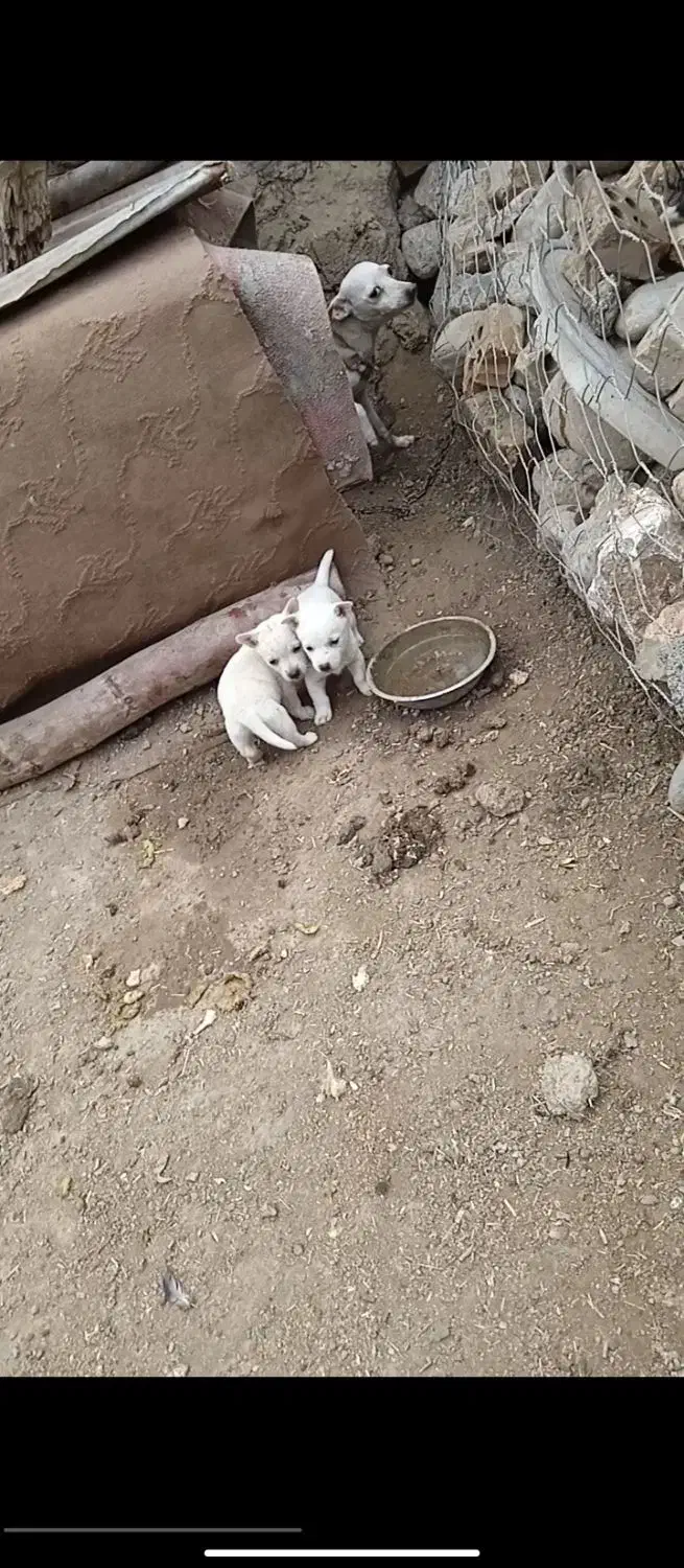 پاکوتا توله دو تا ماده عروسک|سگ|مینودشت, |دیوار