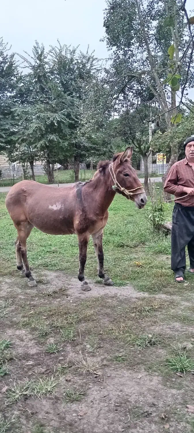 فروش قاطر|حیوانات مزرعه|گوراب زرمیخ, |دیوار