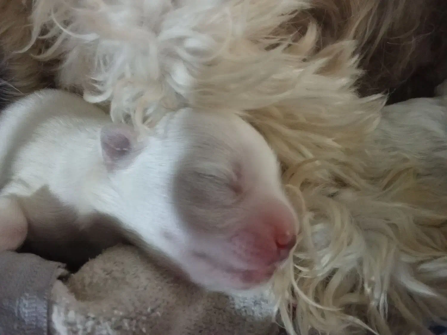 سگ تریر واگذاری|سگ|ارومیه, |دیوار