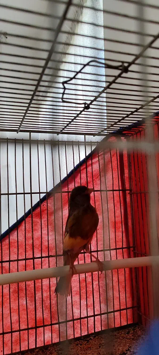 قناری نر ابلغ سرخ سرخ|پرنده|بروجرد, |دیوار