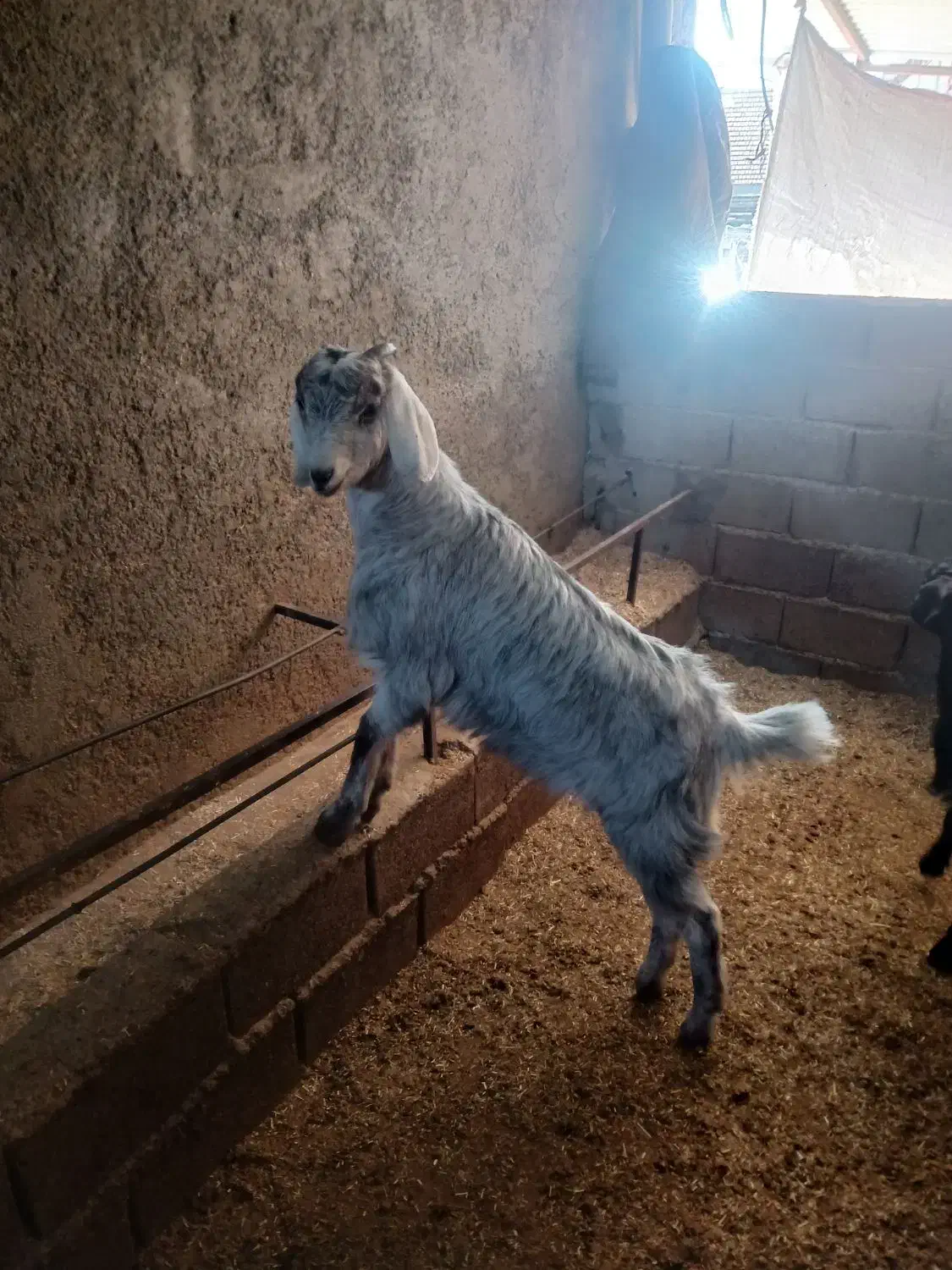 دو راس بزغاله چاق|حیوانات مزرعه|آزادشهر, |دیوار