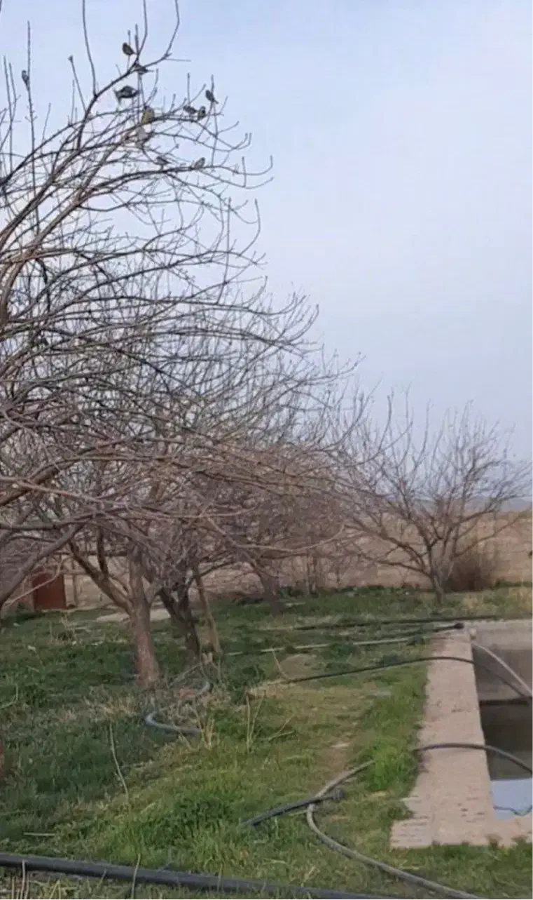 مترباغ برای فروش ۲۹۸۰۰|فروش زمین و ملک کلنگی|تویسرکان, |دیوار