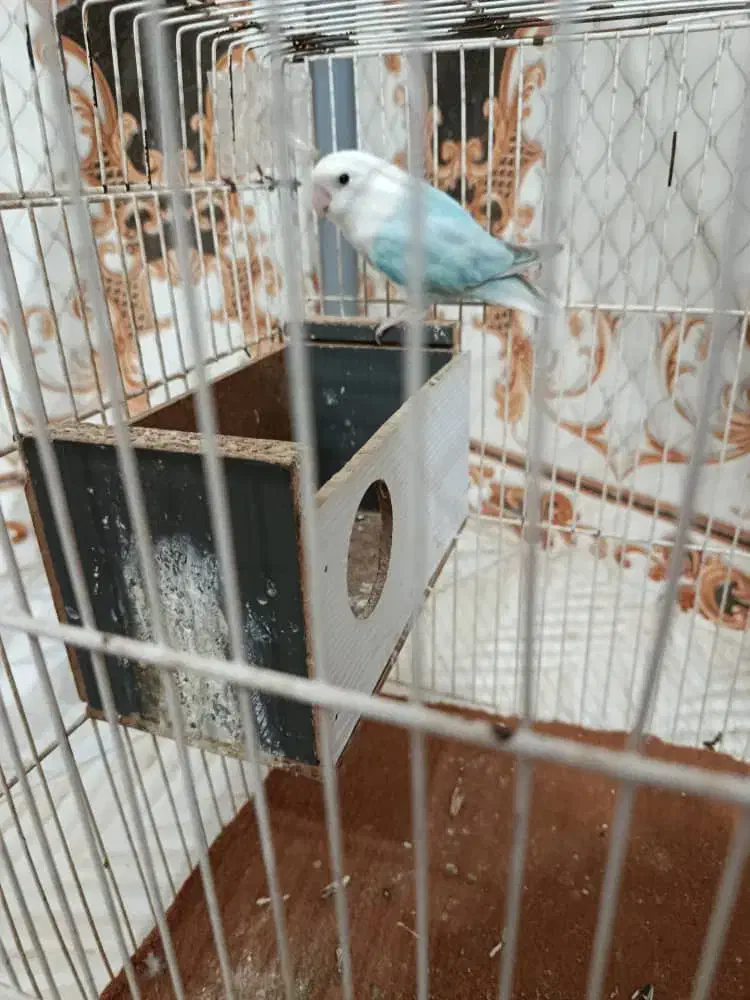 کوتوله آبی|پرنده|زابل, |دیوار