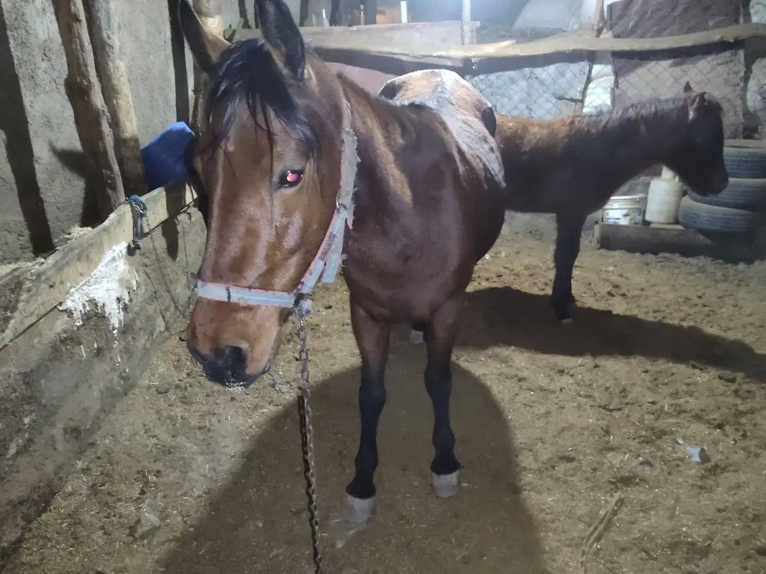 مادیان|اسب و تجهیزات اسب‌سواری|کرج, بنیاد|دیوار